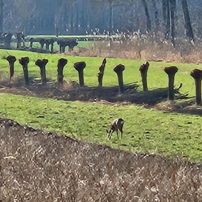 Holiday Home Countryside, Langbroek / Doorn Exteriör bild